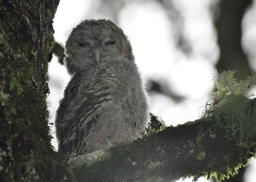 Chouette hulotte