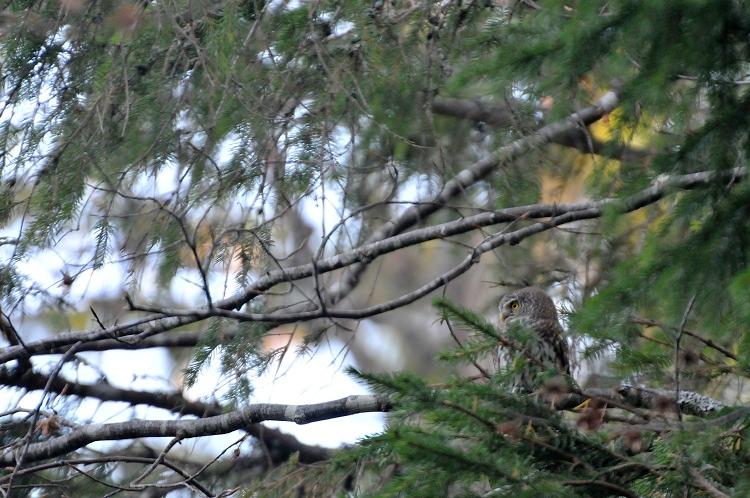 Chevêchette d'Europe