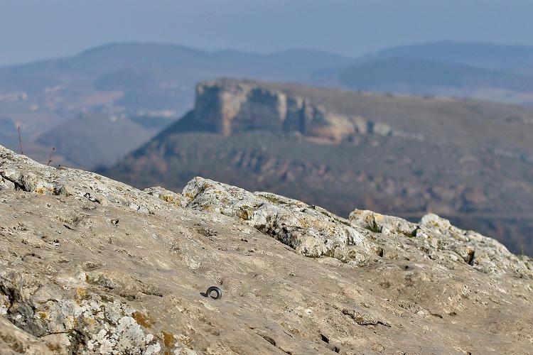 Sur la roche de Solutré